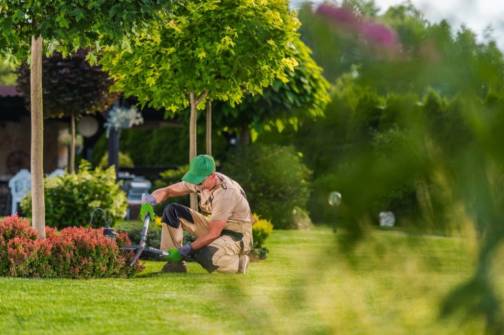 Professional Gardener Performing Landscape Maintenance
